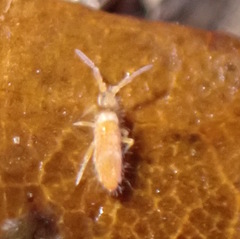 Entomobrya atrocincta