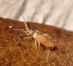 Entomobrya atrocincta