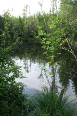 Alnus hirsuta