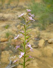 Stylidium confluens