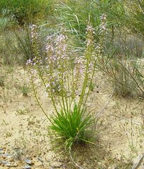 Stylidium confluens