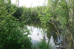 Alnus hirsuta