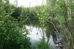 Alnus hirsuta