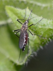 Aedes geniculatus