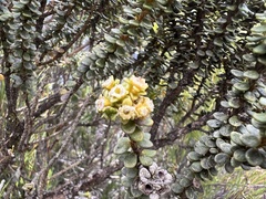 Olearia nummulariifolia