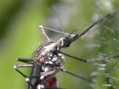 Aedes geniculatus