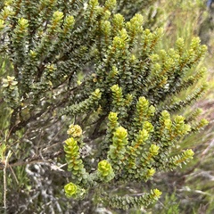 Olearia nummulariifolia