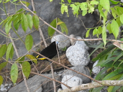 Ramphocelus flammigerus icteronotus