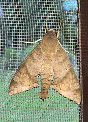 Pachylioides resumens