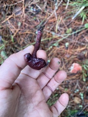 Laccaria amethysteo-occidentalis