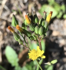 Youngia japonica