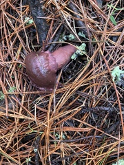 Laccaria amethysteo-occidentalis