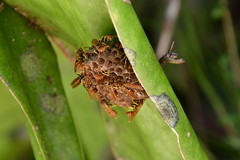 Mischocyttarus phthisicus