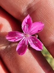 Dianthus capitatus