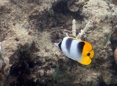 Chaetodon ulietensis