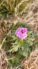 Glandularia wrightii