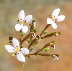 Stylidium warriedarense