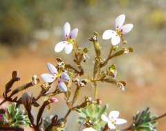 Stylidium warriedarense