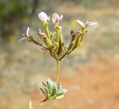 Stylidium warriedarense