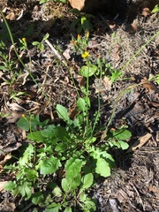 Youngia japonica