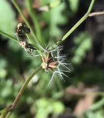 Youngia japonica