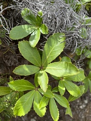 Pseudopanax colensoi