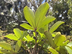 Pseudopanax colensoi