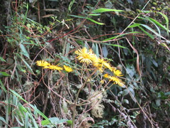 Munnozia senecionidis