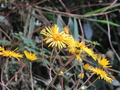 Munnozia senecionidis