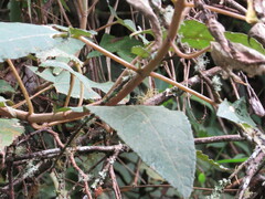 Munnozia senecionidis