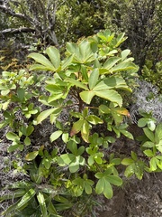 Pseudopanax colensoi