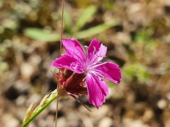 Dianthus capitatus