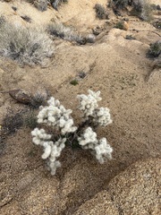 Cylindropuntia chuckwallensis