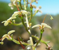 Stylidium pendulum