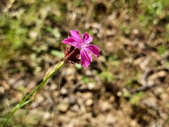 Dianthus capitatus