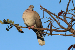 Streptopelia decipiens