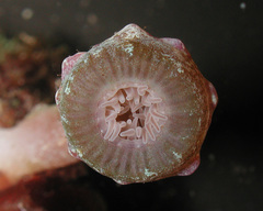 Isaurus tuberculatus