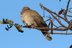 Streptopelia decipiens