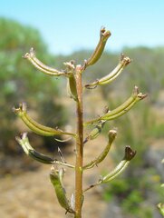 Stylidium pendulum