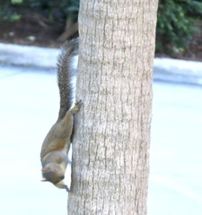 Sciurus carolinensis