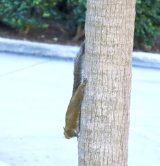 Sciurus carolinensis