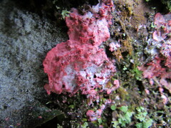 Herpothallon