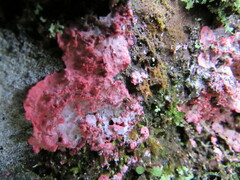 Herpothallon