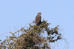 Circaetus cinerascens