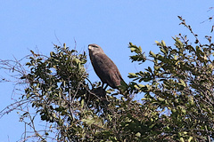 Circaetus cinerascens