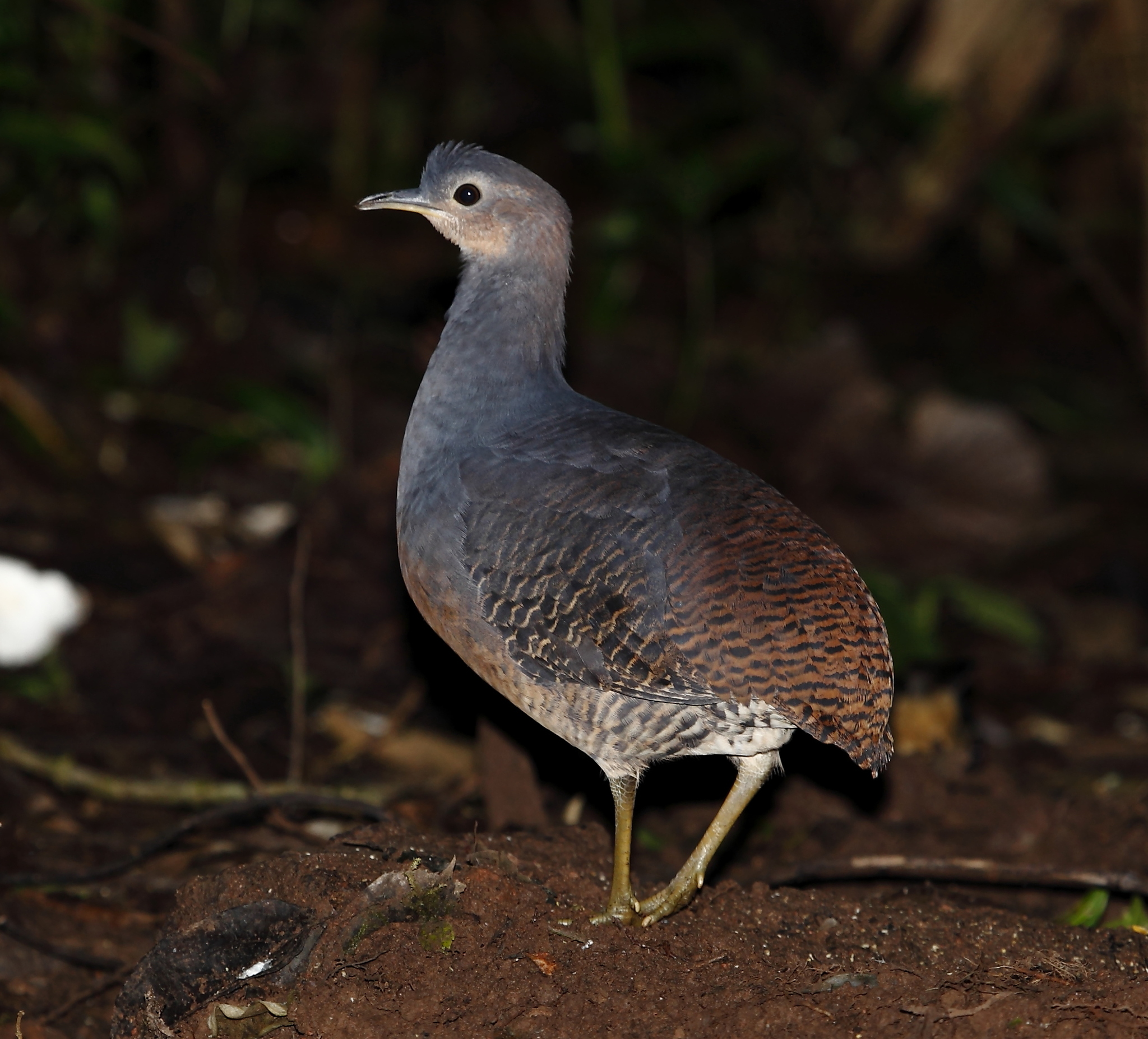 Yellow-legged Tinamou illustration