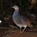 Yellow-legged Tinamou - Photo (c) Hector Bottai, some rights reserved (CC BY-SA)
