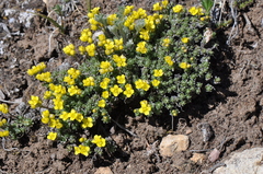 Draba oligosperma