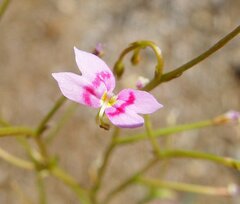 Stylidium fluminense