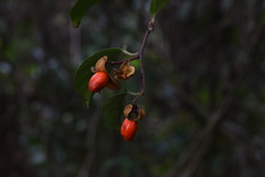 Celastrus monospermus